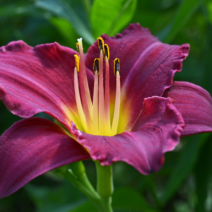 "A deep burgundy daylily with a bright yellow center blooms vividly against a lush garden backdrop."