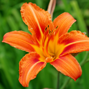 "Close-up of a vibrant orange daylily with yellow throat and crimped petals against a green blurred background."