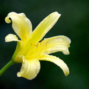 "A single yellow daylily flower stands out against a dark green background, a testament to its garden beauty."