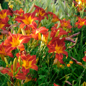 Article: Artilcle: Daylily Companion Plants. Pic - "A close-up of a deep red daylily with a bright yellow center, in a garden setting.""A cluster of orange and yellow daylilies in a garden, exemplifying ideal companion planting practices."