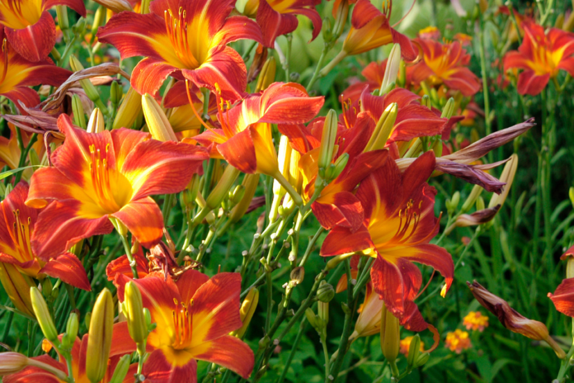 "A cluster of orange and yellow daylilies in a garden, exemplifying ideal companion planting practices."