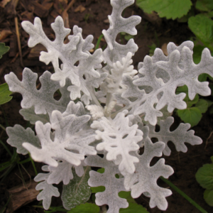 "Close-up of Dusty Miller plant with intricate silver-gray foliage, known for its texture and contrast in gardens."