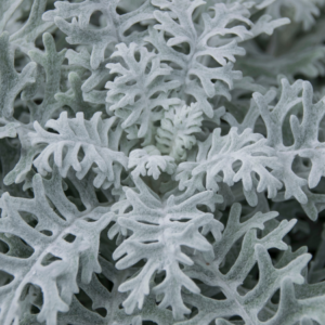 "Macro shot of Dusty Miller plant's silver foliage showcasing the intricate texture and pattern of the leaves."