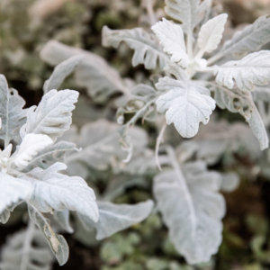  "Frosty Dusty Miller foliage with its distinctive silver-gray leaves, ideal for creating a soft contrast in garden beds."