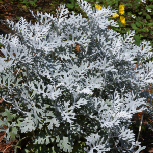 "Dusty Miller plant thriving with a full display of its characteristic silver-gray, fern-like foliage in a garden setting."