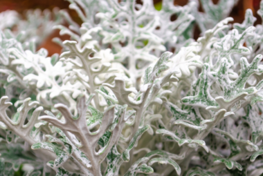 Close-up of the silvery-white leaves of a Dusty Miller plant, showcasing its intricate, lace-like foliage.