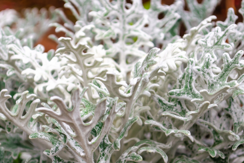 Close-up of the silvery-white leaves of a Dusty Miller plant, showcasing its intricate, lace-like foliage.