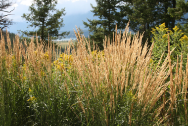 Article: companion planting with Karl Foerster grass. Pic - Tall golden grasses sway in a wild meadow, with evergreen trees and mountains under a hazy sky in the background.