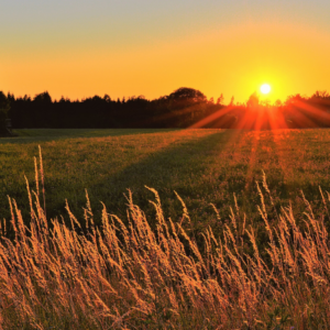  "Sunset over a meadow with radiant sunbeams piercing through the horizon, illuminating the grass with a fiery glow."
