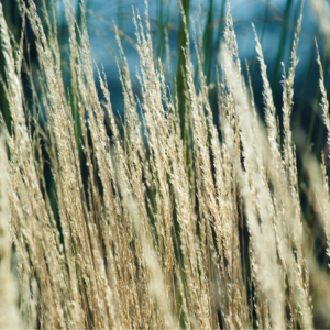 "Tall, slender grass stalks with feathery tops sway gently, backlit by soft sunlight."