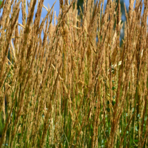 Aricle: Karl Foerster Grass. Pic - "Close-up of dense, golden-tipped grasses basking in the bright sunlight