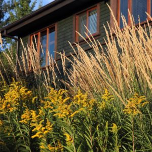 Article: Karl Foerster Grass. Pic - Tall amber grasses and yellow wildflowers in front of a cozy house with large windows at sunset."
