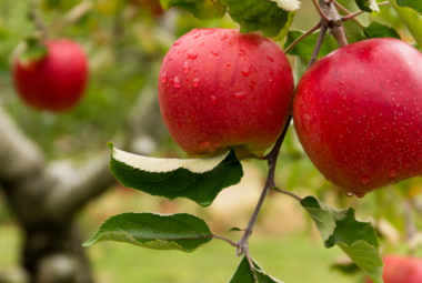 "Two ripe red apples with dewdrops hanging on a branch, with a blurred orchard background."
