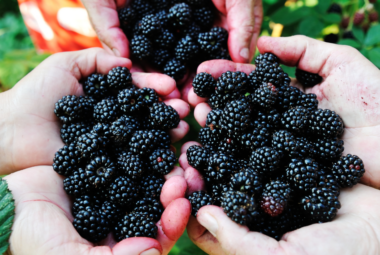 Article:Blackberry Companion Plants. Pic - "Four hands holding freshly picked blackberries, showcasing the juicy, ripe fruit against a natural green backdrop."