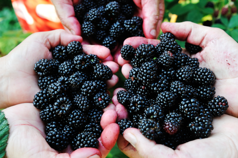 Article:Blackberry Companion Plants. Pic - "Four hands holding freshly picked blackberries, showcasing the juicy, ripe fruit against a natural green backdrop."
