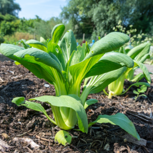  Fresh bok choy growing in rich, dark soil with a backdrop of a lush garden under a clear sky.