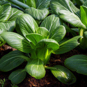 Healthy bok choy plants with large green leaves flourishing in a garden bed.