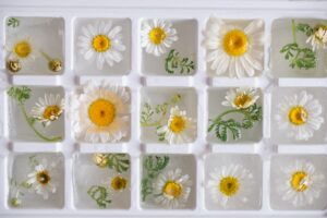 Article: Chamomile Companion Plant. Pic - Overhead view of an ice cube tray filled with clear ice blocks, each encapsulating camomile flowers and green leaves, artistically arranged.