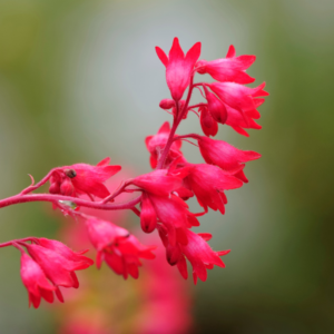 Vibrant red flowers on a stem, with a soft-focus background enhancing the vivid color and delicate shapes of the blooms.
