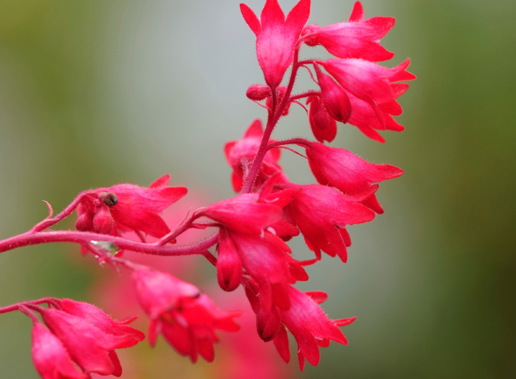 Vibrant red coral bells flowers on a stem, with a soft-focus background enhancing the vivid color and delicate shapes of the blooms.