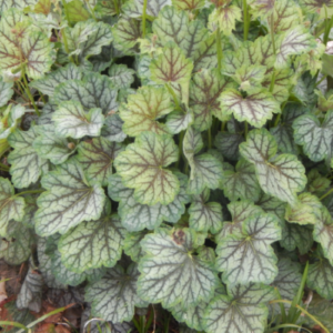 A full-frame image of coral bells foliage, showcasing a dense patch of variegated leaves with green and deep purple veins.