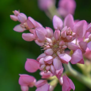 A close-up image of a cluster of coral bells flowers, with a depth of field that places focus on the blooms, highlighting their delicate pink petals against a softly blurred green background.