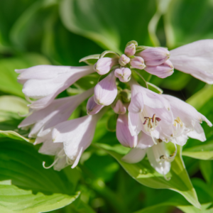 "Soft pink flowers of a hosta plant blooming above green leaves in a garden.