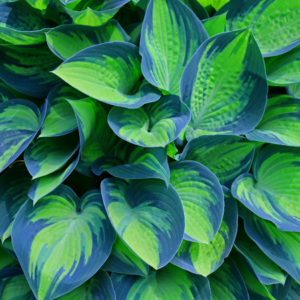 Densely packed hosta leaves with striking blue and green variegation creating a lush pattern."