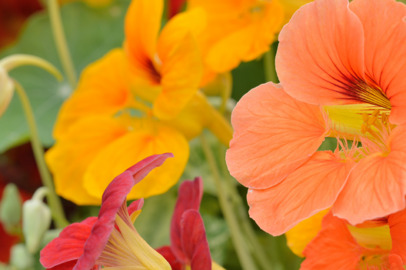 Alt Text: "Vivid nasturtium flowers in shades of orange, yellow, and red, flourishing with full blooms and rich green leaves."