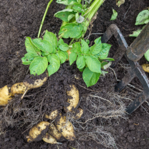 Freshly unearthed potatoes with soil clinging to their skins, a garden fork in the background.