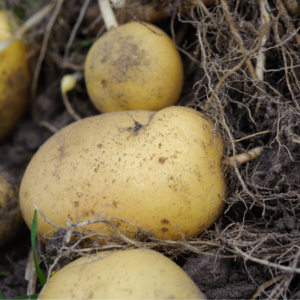 Close-up of large yellow potatoes in soil, showcasing their textured skins and attached earthy roots.