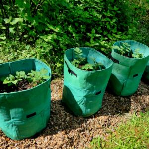 Young potato plants growing in three green fabric grow bags on a garden bed covered with wood chips.