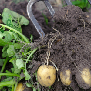  Freshly unearthed potato plants with visible roots and soil, next to a garden fork in a fertile garden bed.