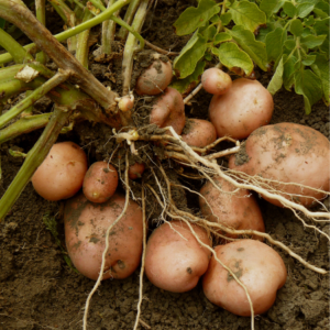  Freshly harvested pink potatoes still attached to the plant, with visible roots and earth, lying on the soil.