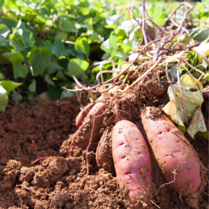 Large sweet potatoes with rich, pink skins freshly dug out of the soil, surrounded by their green leafy vines.