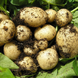Freshly harvested cluster of new potatoes covered in soil, nestled among green leaves.