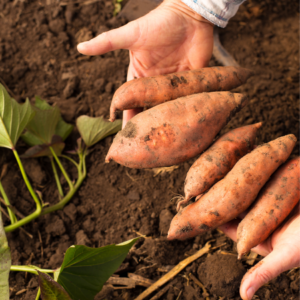 A hand holding several dusty red sweet potatoes freshly harvested from the soil, with green leaves nearby.
