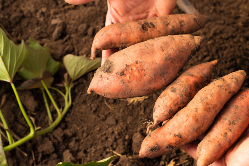 A hand holding several dusty red sweet potatoes freshly harvested from the soil, with green leaves nearby.