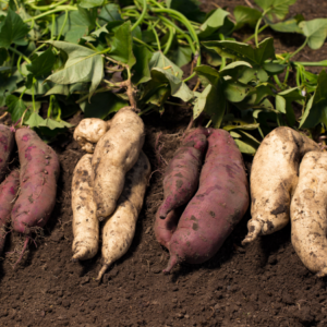 Article: Growing Potatoes Indoors. PIc - A variety of sweet potatoes, including red and white types, freshly harvested and laid on the ground with their foliage.