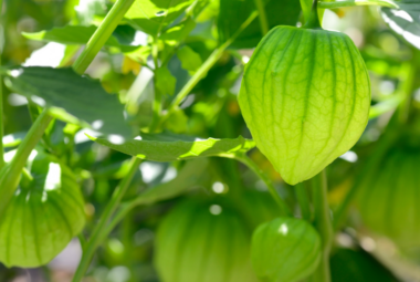 "Fresh tomatillo fruits with husks, hanging amidst lush green foliage under sunlight."