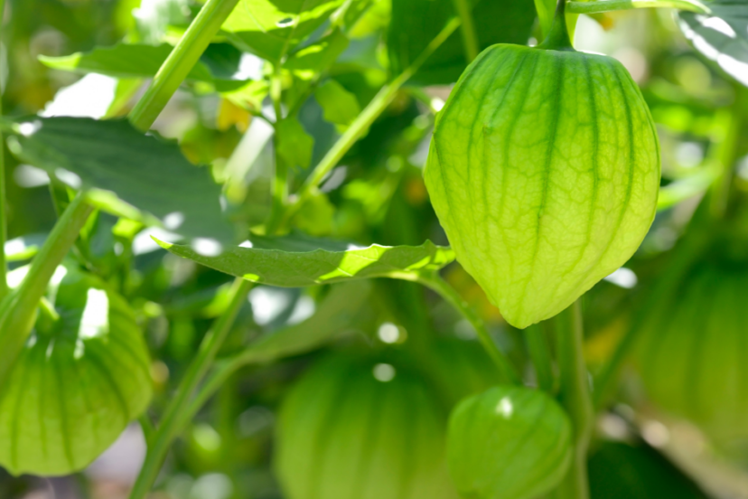"Fresh tomatillo fruits with husks, hanging amidst lush green foliage under sunlight."