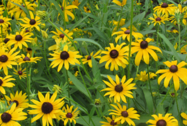 "Vibrant field of Black-eyed Susan flowers with golden yellow petals and dark brown centers, flourishing in lush green foliage."