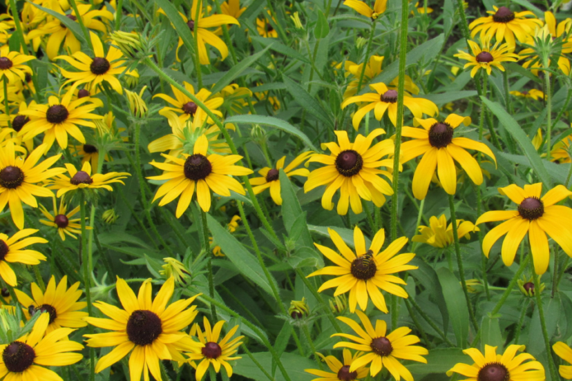 "Vibrant field of Black-eyed Susan flowers with golden yellow petals and dark brown centers, flourishing in lush green foliage."
