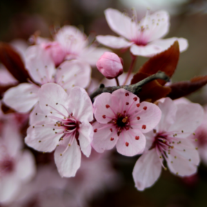 Close-up of delicate pink cherry blossoms with a soft focus background, showcasing the detailed stamens and petals.