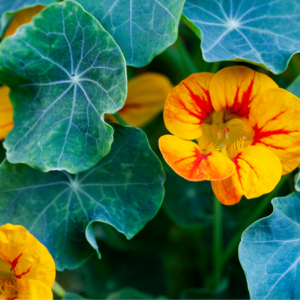 "Close-up of a vibrant nasturtium flower with orange and yellow petals, nestled among rich green circular leaves."