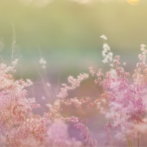 "Dreamlike scene of soft pink Muhly Grass illuminated by golden sunlight, creating a hazy, pastel ambiance."