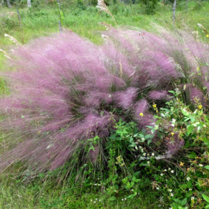 : "Wispy clouds of pink Muhly Grass flourishing in a wild meadow setting, blending with native greenery and wildflowers."
