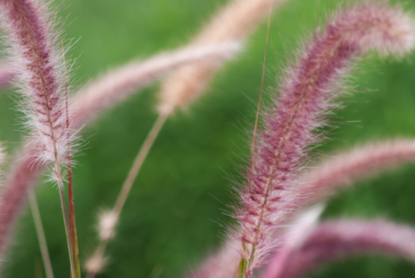 "Close-up of delicate pink Muhly Grass plumes against a vibrant green background."