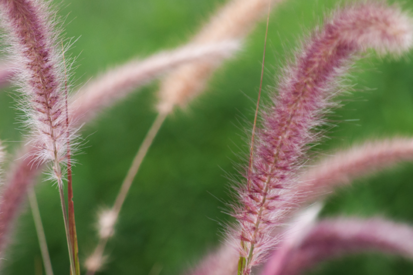 "Close-up of delicate pink Muhly Grass plumes against a vibrant green background."