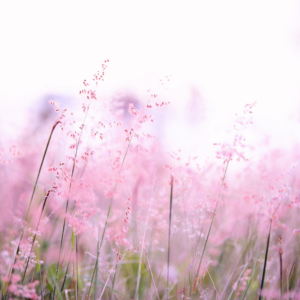  "Soft focus on ethereal pink Muhlenbergia capillaris, or pink muhly grass, swaying gently in a dreamy landscape."